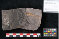 Foto (Objekt + Etikett) von Noeggerathia palmaeformis Goeppert (NHMW-GEO-2024-0188-10753)